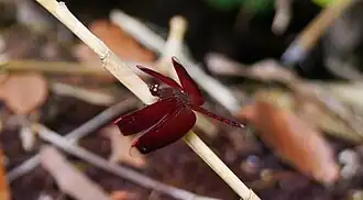 Neurothemis terminata