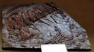 Neustosaurus gigondarum