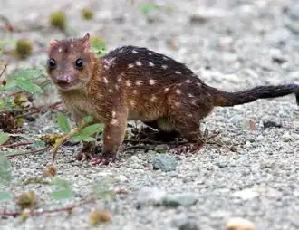 Description de l'image New Guinean quoll.webp.