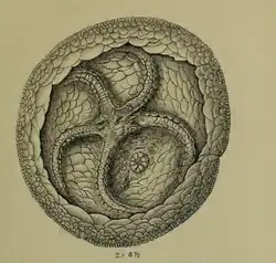 Lepidodiscus milleri.