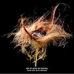 Nid de grive de Bicknell réalisé à l'aide de cheveux. La grive de Bicknell est une espèce d’oiseau qui niche sur les plus hauts sommets des Monts-Valin.