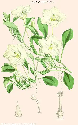 Description de l'image Nierembergia repens (Curtis).jpg.