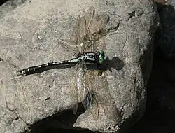 Description de l'image Nihonogomphus ruptus 91572223.jpg.