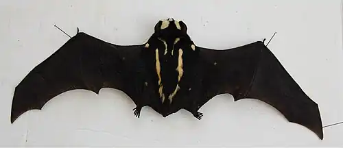 Vue dorsale (spécimen naturalisé)