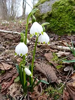 Nivéole de printemps, Planois.