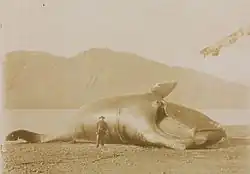 Baleine franche de l'Atlantique nord, Fridtjof Nansen.