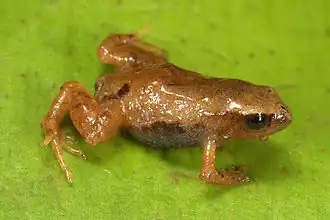 Description de l'image Noblella pygmaea11.jpg.