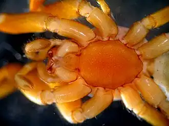 Description de l'image Nops siboney.jpg.