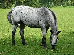 Un marmoré a peu de crins, présente des sabots striés, et devient de plus en plus blanc au fil du temps.