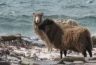 Image illustrative de l’article North Ronaldsay (mouton)