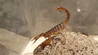 Description de l'image Northern Scorpion, Paruroctonus boreus.jpg.