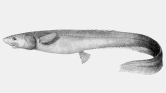 Description de l'image Notacanthus spinosus.gif.