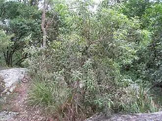 Description de cette image, également commentée ci-après