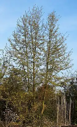 Le ñire (Nothofagus antarctica)