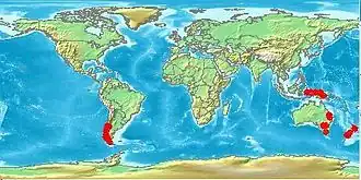 Description de l'image Nothofagus demis.JPG.