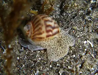 Notocochlis gualteriana