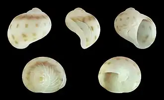Notocochlis venustula