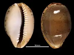 Notocypraea declivis