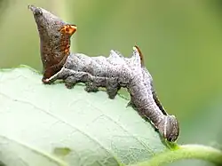 « Chenille tordue » de Notodonta ziczac se nourrissant sur la feuille.