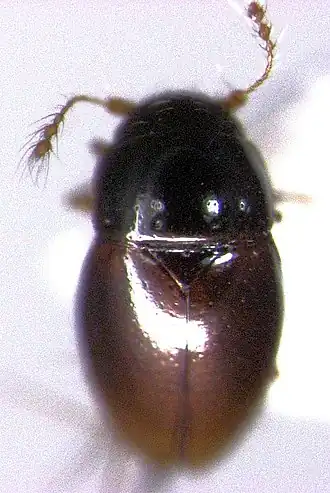 Description de l'image Notoptenidium sparsum.jpg.