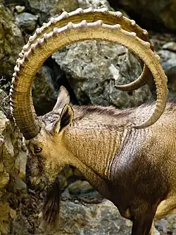 Bouquetin walia (Capra walie).