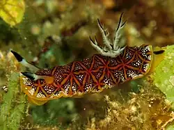 Halgerda tessellata.