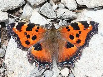 Nymphalis xanthomelas