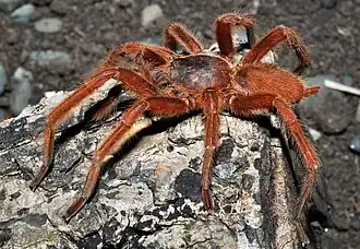 Description de l'image O.philippinus.jpg.