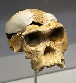 Homo habilisOH 24