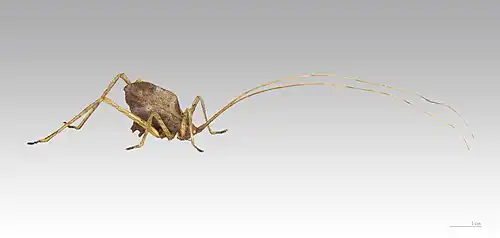 Ommatoptera pictifolia.