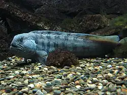 Les loups de l'Atlantique, pouvant être observés avec des lompes.