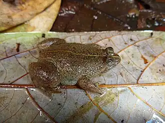 Description de l'image Occidozyga celebensis.jpeg.