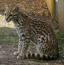 Ocelot ou Panthera onca