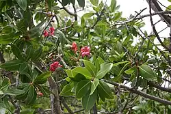 Feuilles et fruits, les calices sont rouges à maturité.