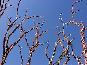 Description de l'image Ocotillo_02.jpg.