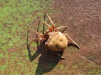 Description de l'image Ocrepeira venustula.jpg.