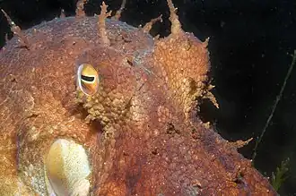 Octopus pallidus (Australie boréale et Tasmanie)