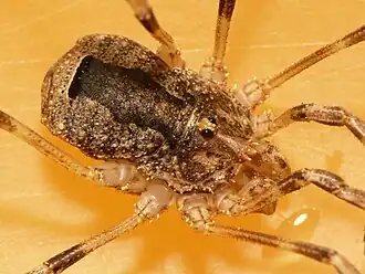 Description de l'image Odiellus spinosus.jpg.