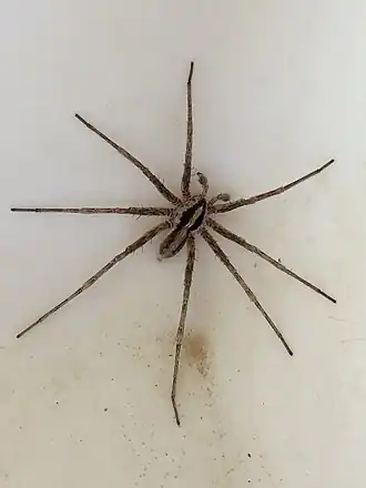 Description de l'image Odo vittatus.jpg.