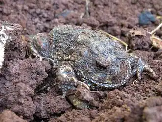 Description de l'image Odontophrynus carvalhoi.JPG.