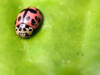Description de cette image, également commentée ci-après