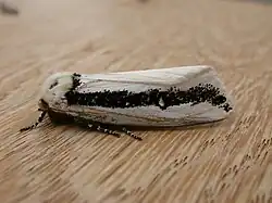 Oenosandridae(Oenosandra boisduvalii)