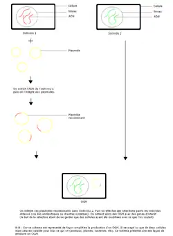 Schéma représentant les différentes étapes amenant à la création d'un OGM.