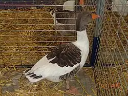 Oie d'Alsace bicolore