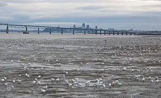 De nombreuses oies qui s'alimentent sur le Saint-Laurent, au fond la ville de Québec