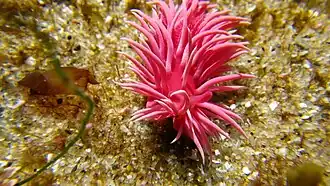 Okenia rosacea, un Goniodorididae