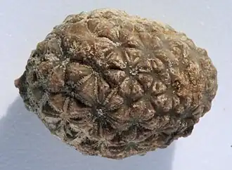 Thèque fossilisée de paracrinoïde.