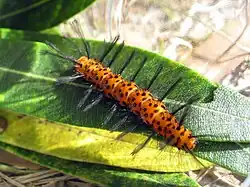 Une chenille de Syntomeida epilais.