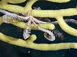 Oligometra serripinna