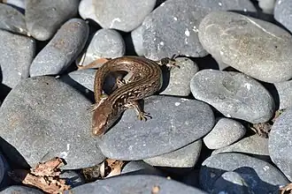 Description de l'image Oligosoma macgregori 53465452.jpg.